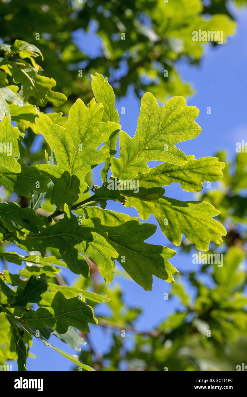 Quercia inglese (Quercus robur). Vista sottostante di un breve ramo di foglie verdi di primavera visto contro un cielo blu. Sole luce colata forma foglia ombre c Foto Stock