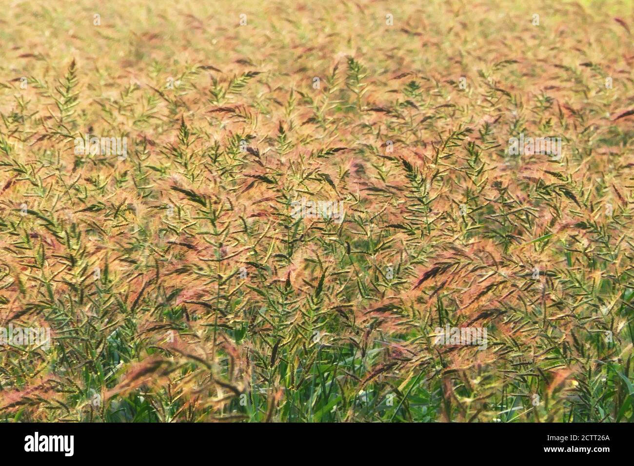 Erbe nella prateria mossi dal vento. Natura paesaggio sfondo Foto Stock