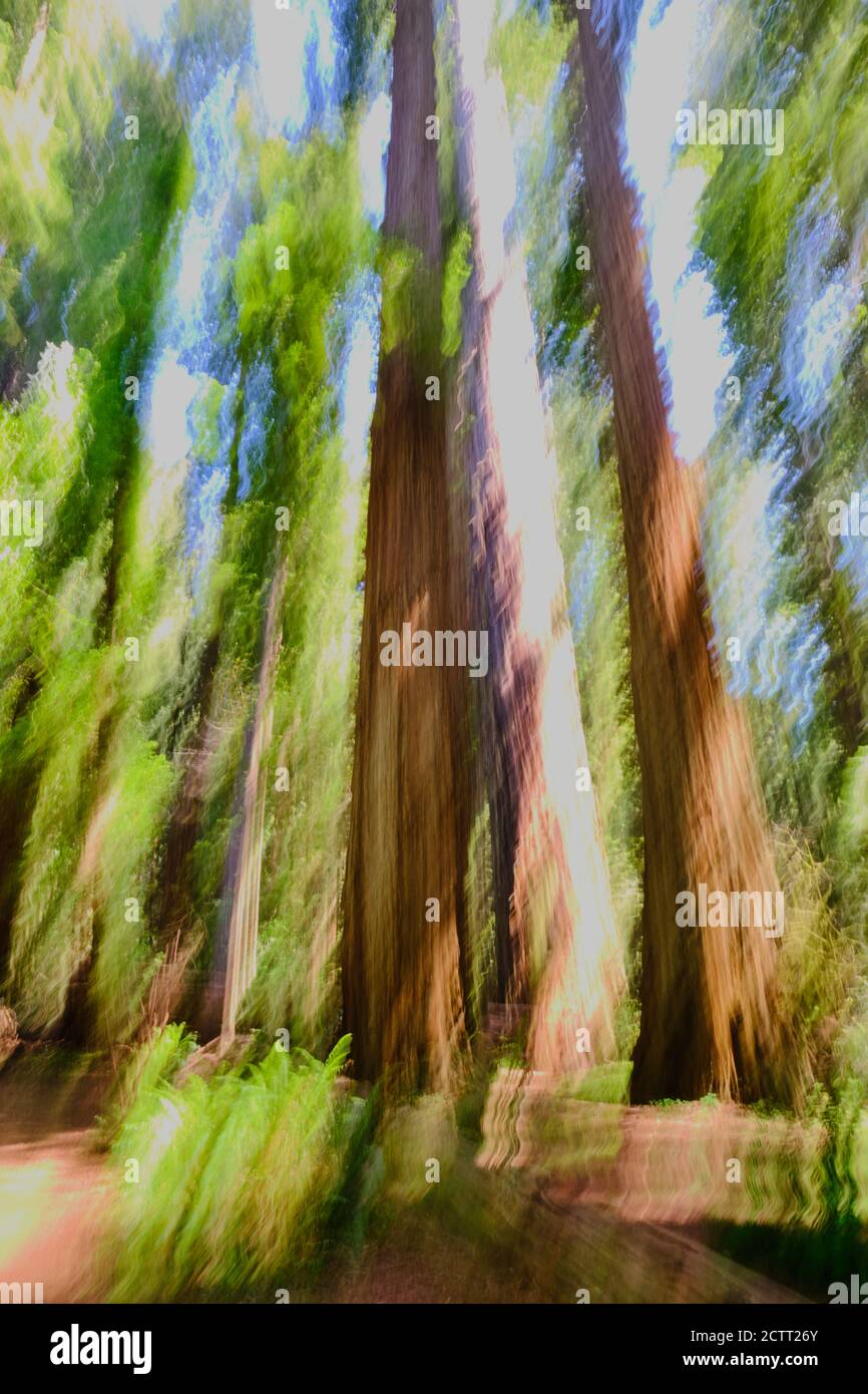 Sfumature di verde, marrone e blu catturate dalla panning verticale di alti alberi di sequoie della California con felci sul pavimento della foresta. L'immagine è astratta. Foto Stock