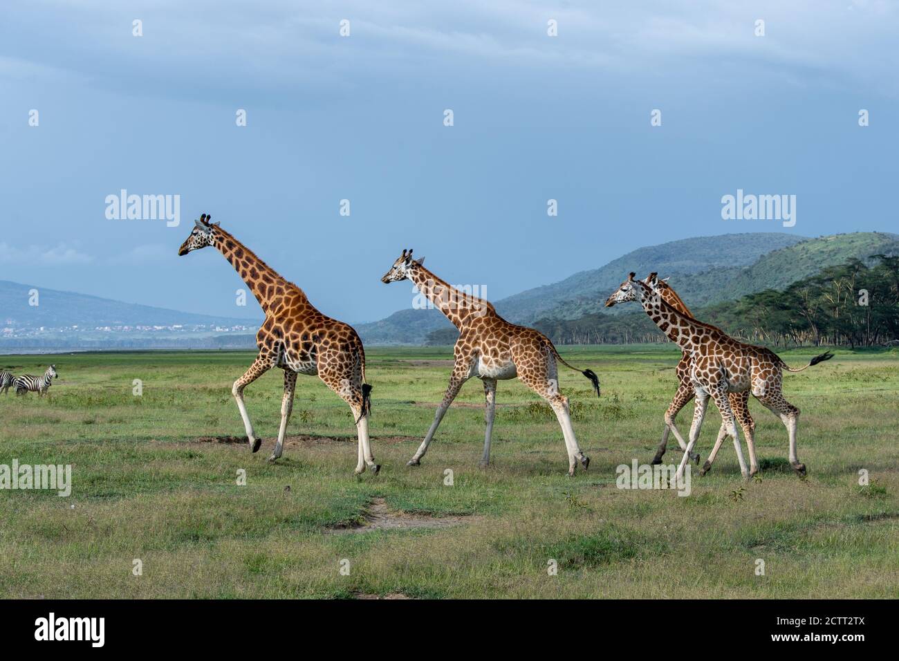 Giraffa reticolata (Giraffa camelopardalis reticulata) in Kenya Foto Stock