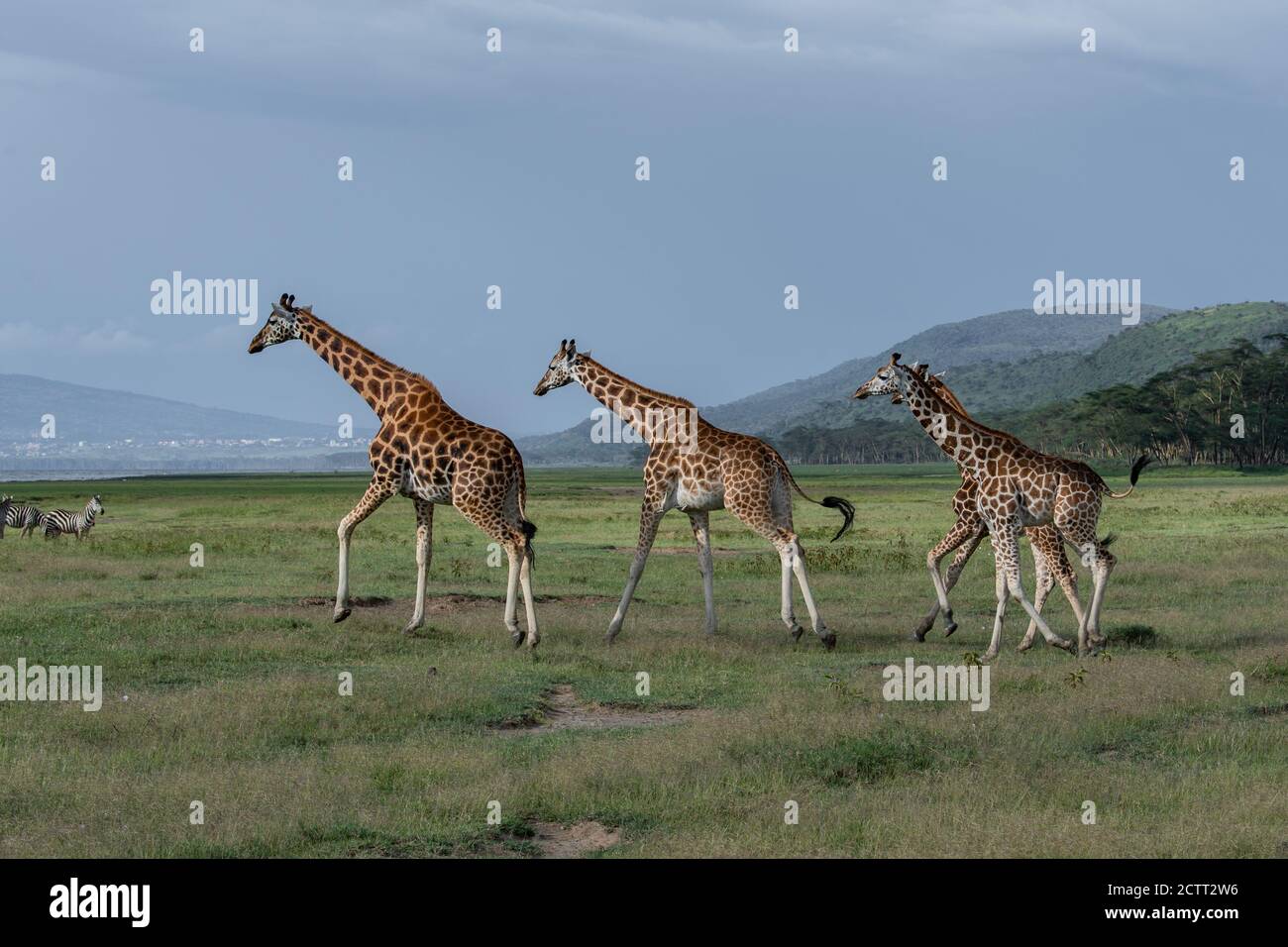 Giraffa reticolata (Giraffa camelopardalis reticulata) in Kenya Foto Stock