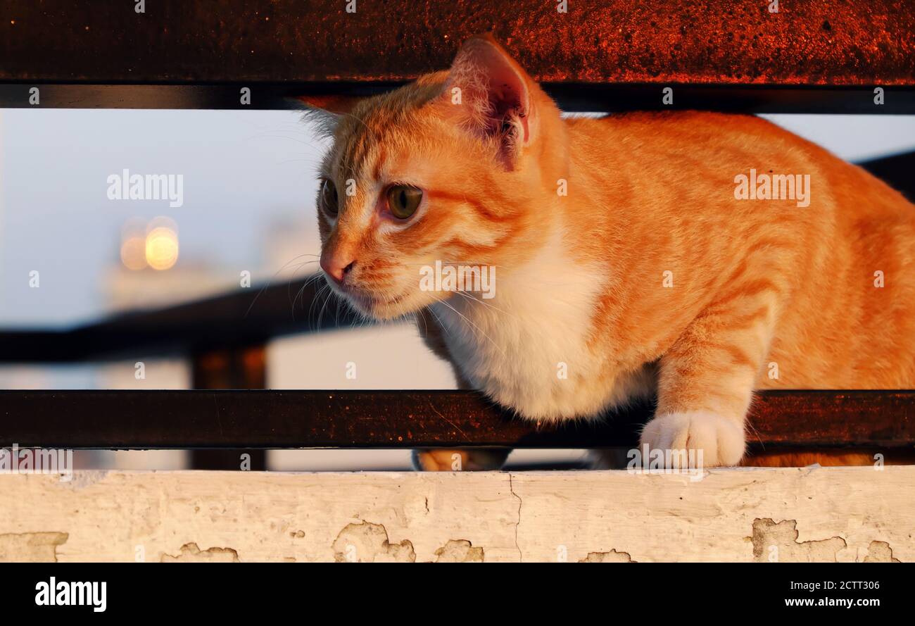 Carino gatto sdraiati tra due ringhing bar di parete con faccia emozione, amabile animale domestico con grandi occhi rotondi fuori il giorno Foto Stock