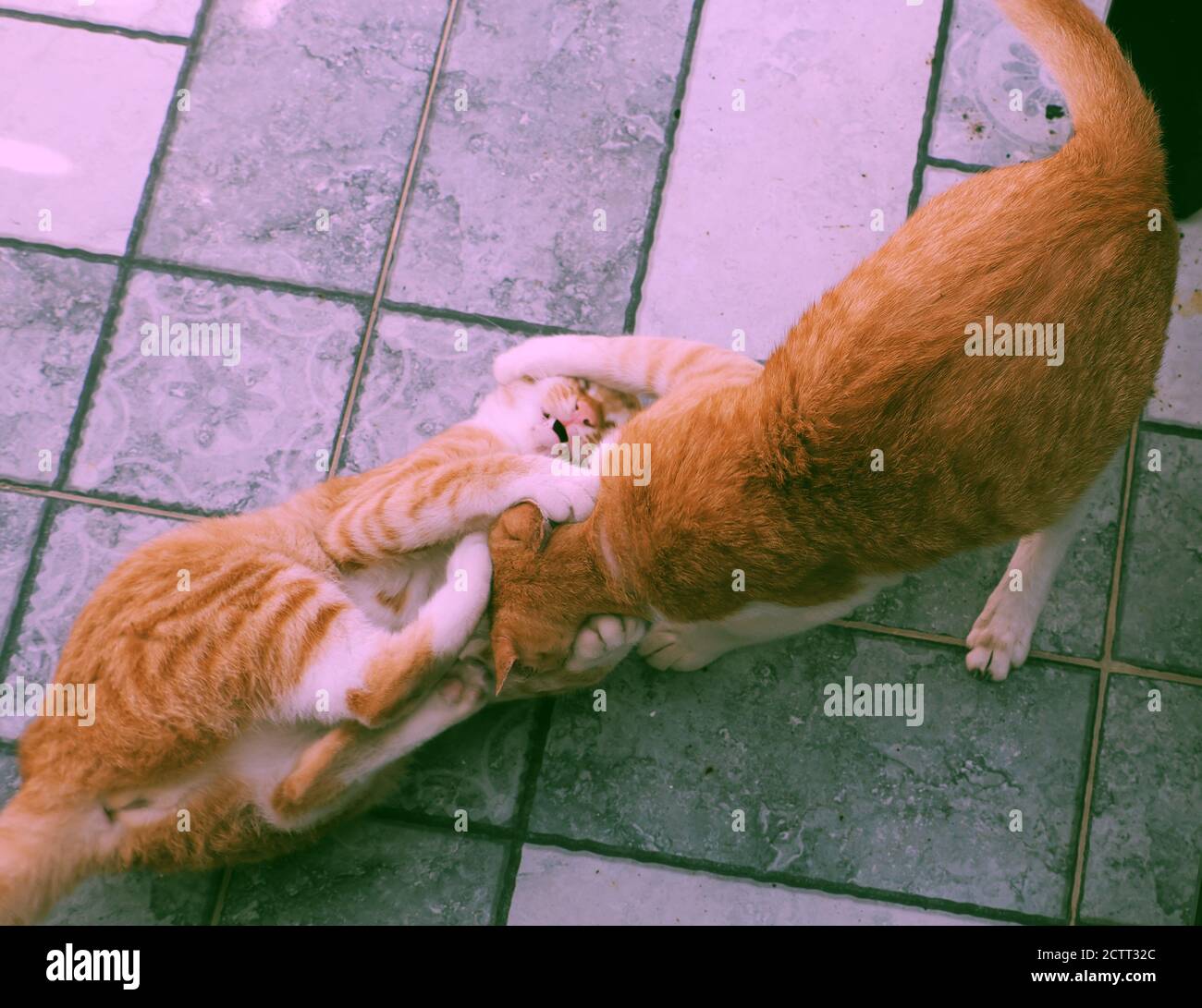 Due animali domestici gialli, gattino e gatto madre si siedono sul tetto e scherzando, poke, giocare insieme, simpatico animale godere al di fuori della casa Foto Stock