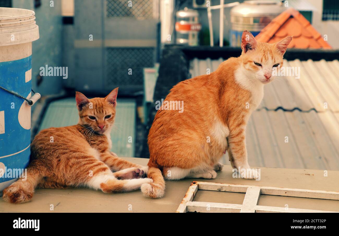 Due animali domestici gialli, gattino e gatto madre si siedono sul tetto e scherzando, poke, giocare insieme, simpatico animale godere al di fuori della casa Foto Stock