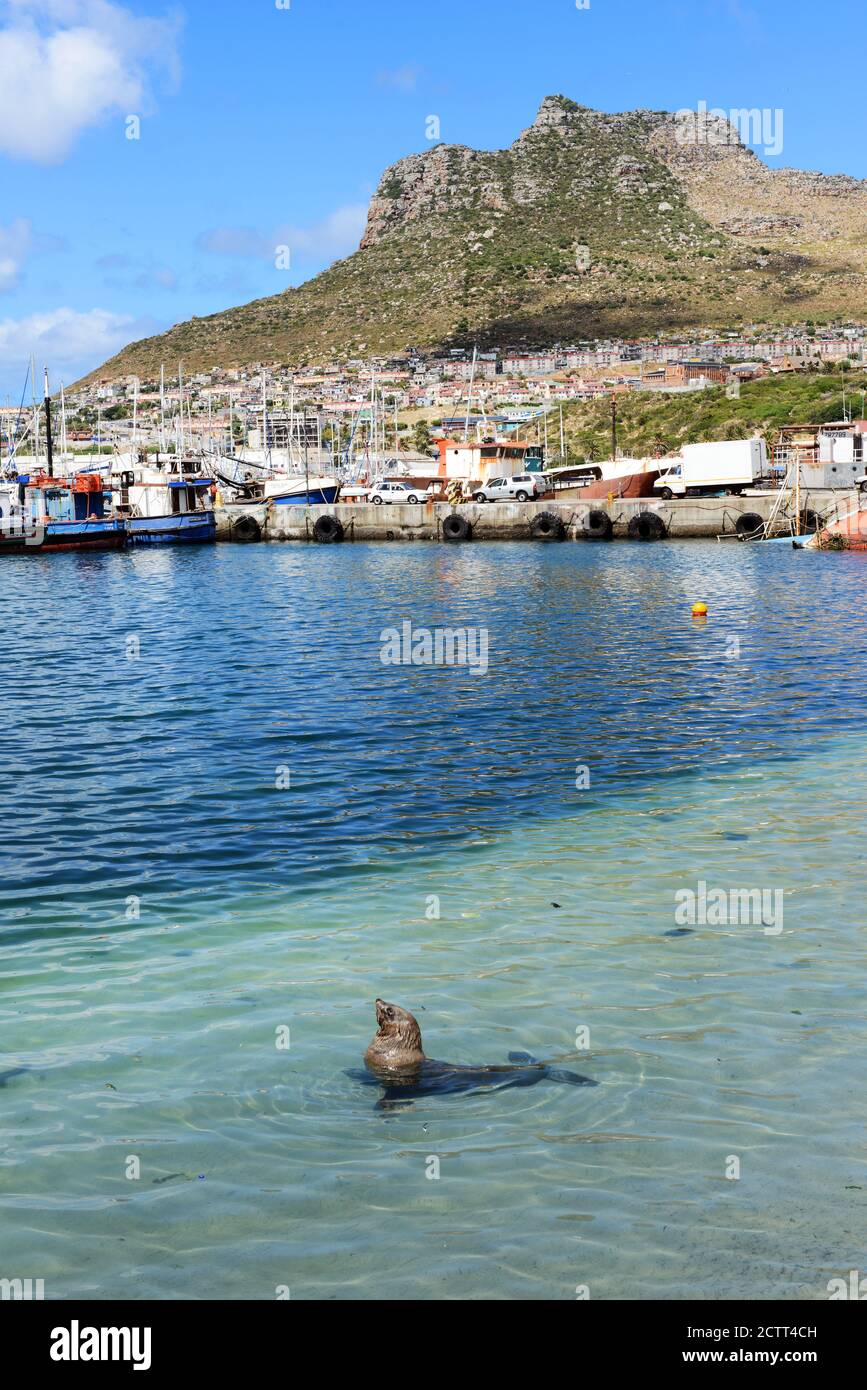 Le guarnizioni di tenuta di nuoto dal pontile in Hout Bay, Città del Capo, Sud Africa. Foto Stock