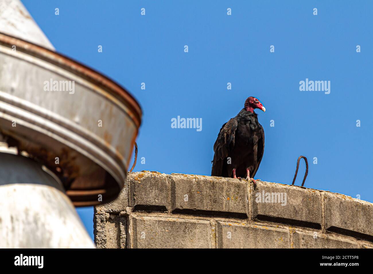 Un grande tacchino Vulture (Cathartes aura) sta perching sul tetto di un silo fatto di mattoni di pietra in una casa colonica abbandonata. Ci sono elementi metallici arrugginiti Foto Stock