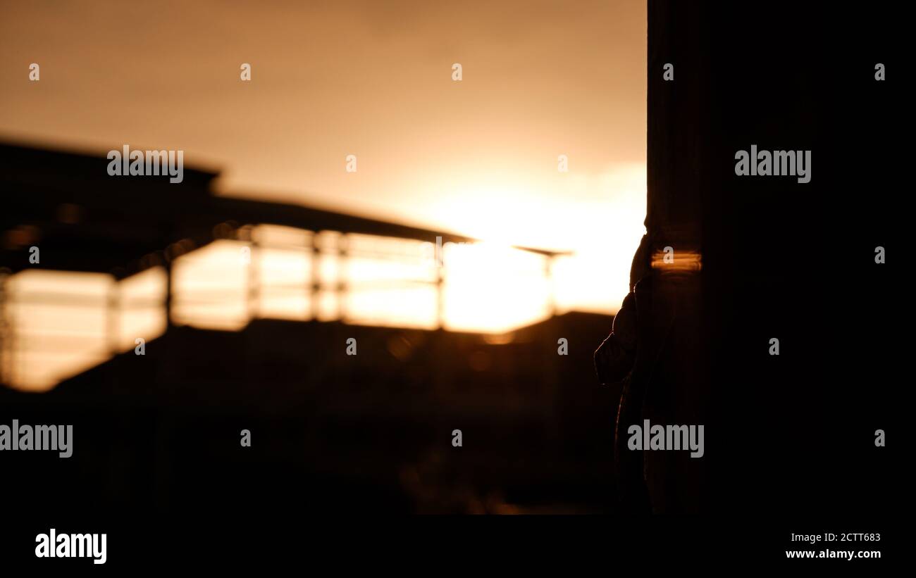 Tramonto cielo gradiente con alberi e silhouette magazzino Foto Stock