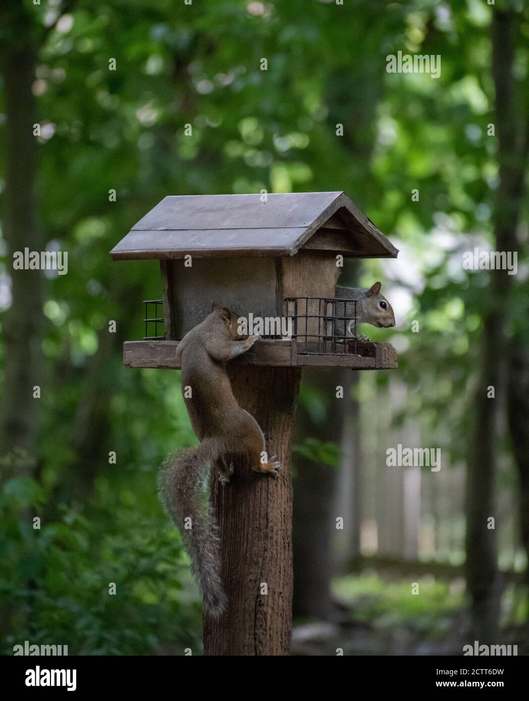 Due scoiattoli grigi mangiano da un alimentatore di uccelli Foto Stock
