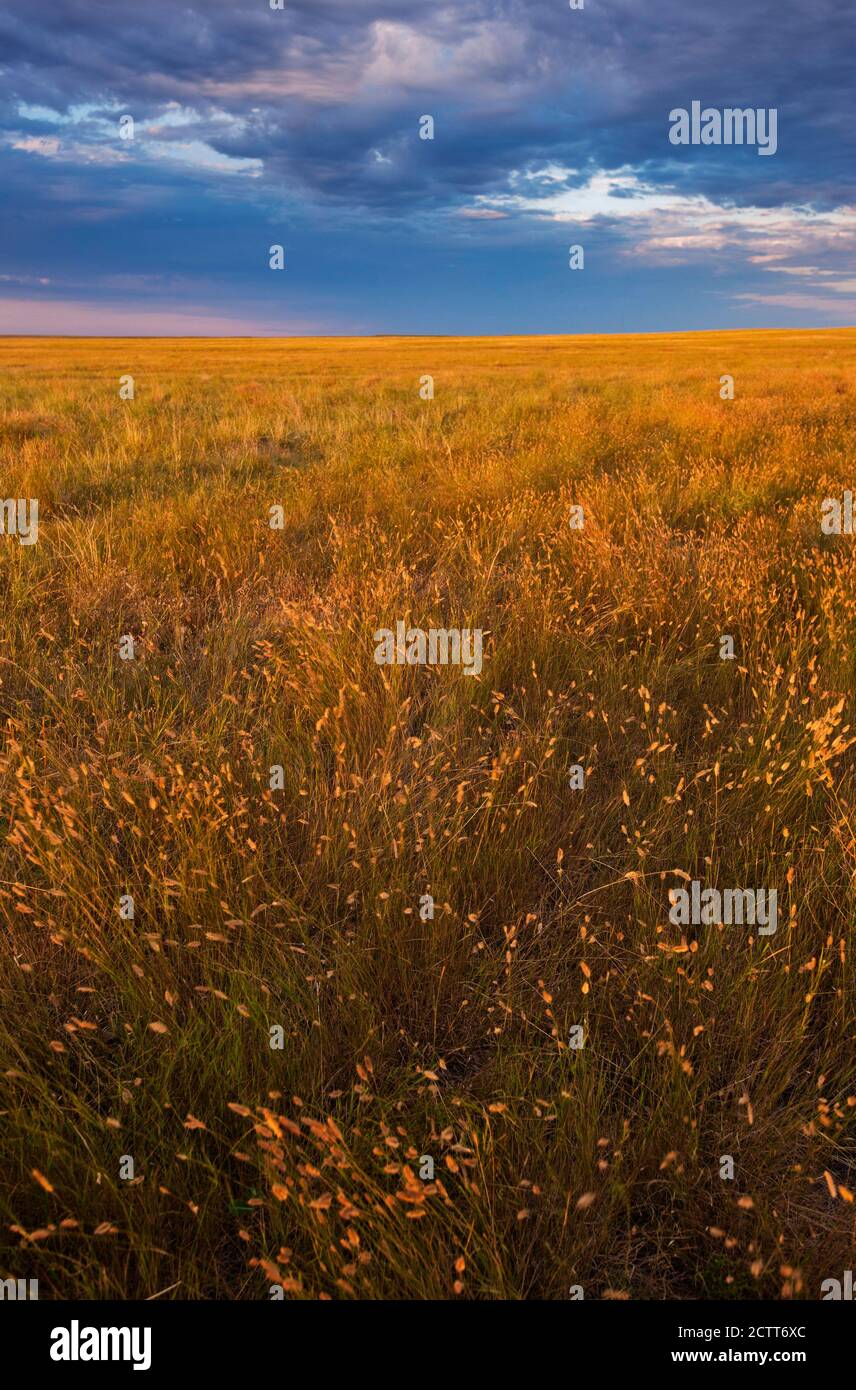 USA, South Dakota, campo di erba di Prairie al tramonto Foto Stock