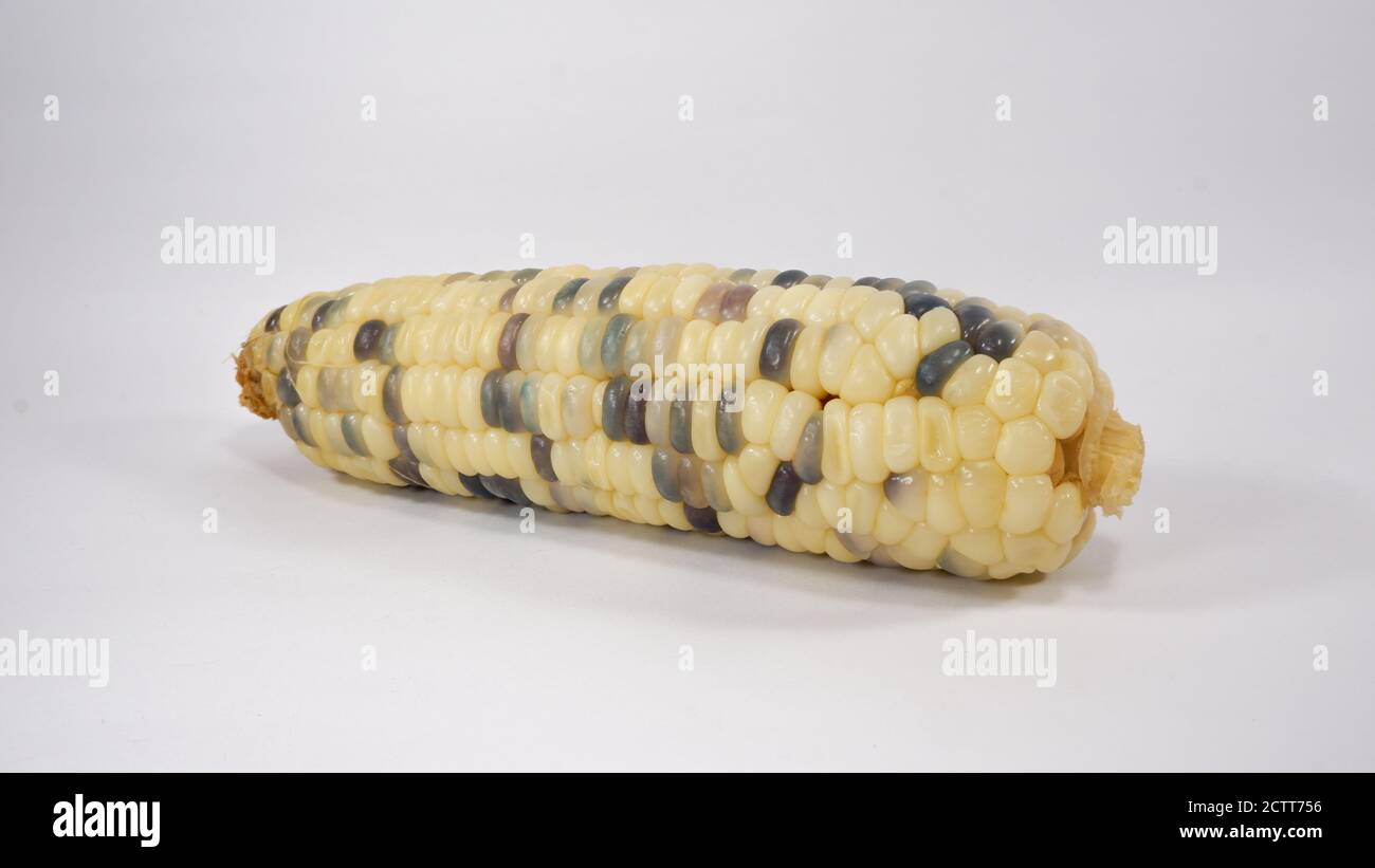 giallo e porpora di colore sweetcorn di selce su sfondo bianco Foto Stock