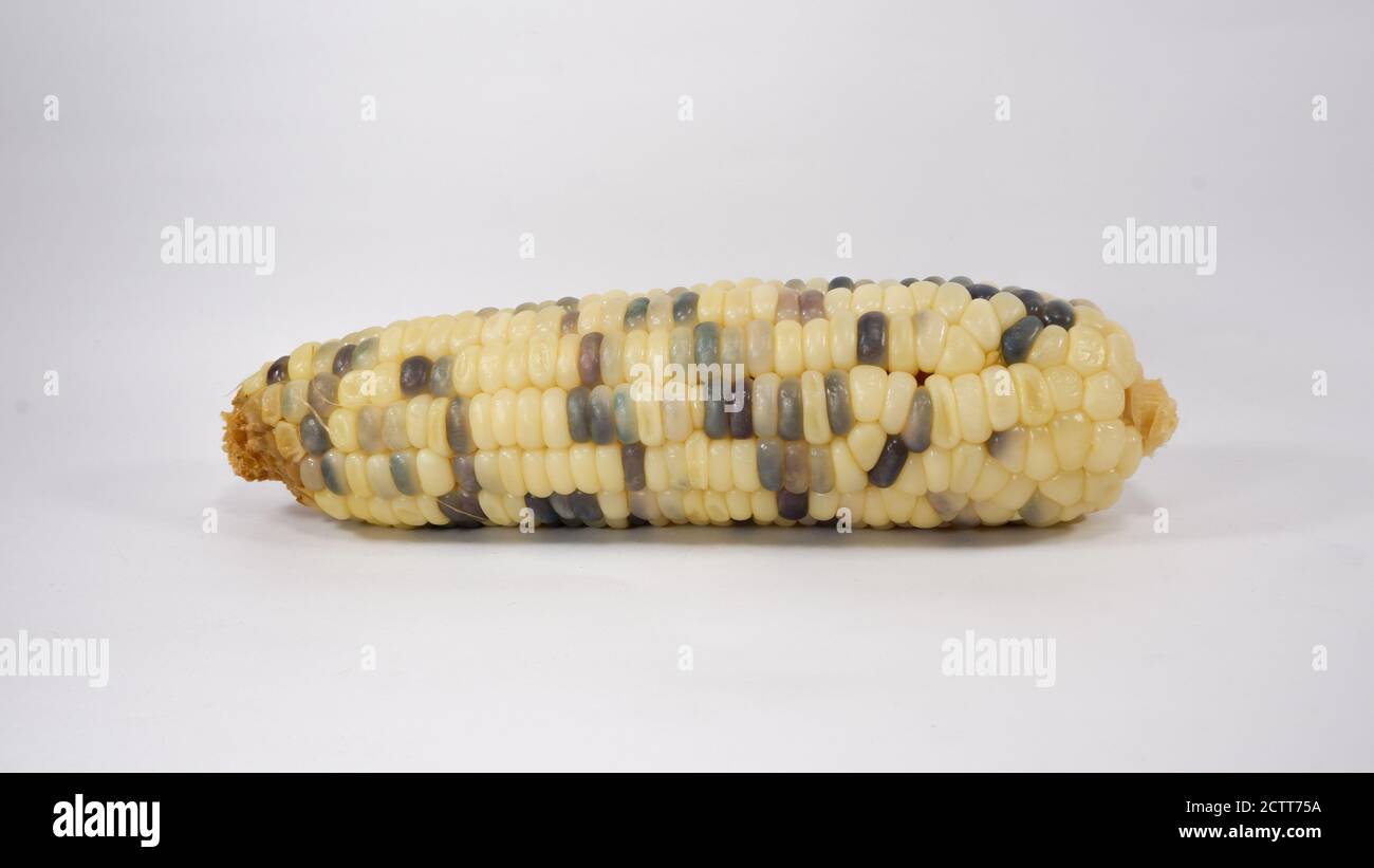 giallo e porpora di colore sweetcorn di selce su sfondo bianco Foto Stock