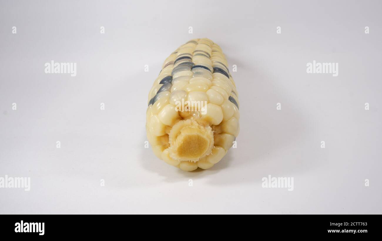 giallo e porpora di colore sweetcorn di selce su sfondo bianco Foto Stock