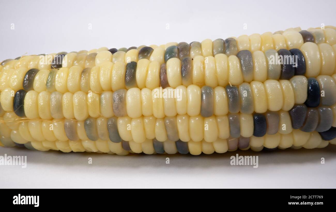 giallo e porpora di colore sweetcorn di selce su sfondo bianco Foto Stock