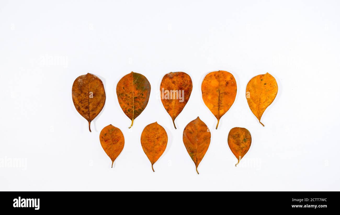 Diverse sfumature di foglie tropicali aranciate su sfondo bianco Foto Stock