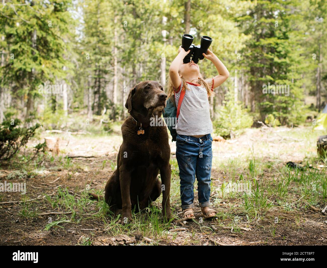 Ragazza (4-5) guardando attraverso binocoli nella foresta, labrador cioccolato seduta accanto a lei, Wasatch-cache National Forest Foto Stock