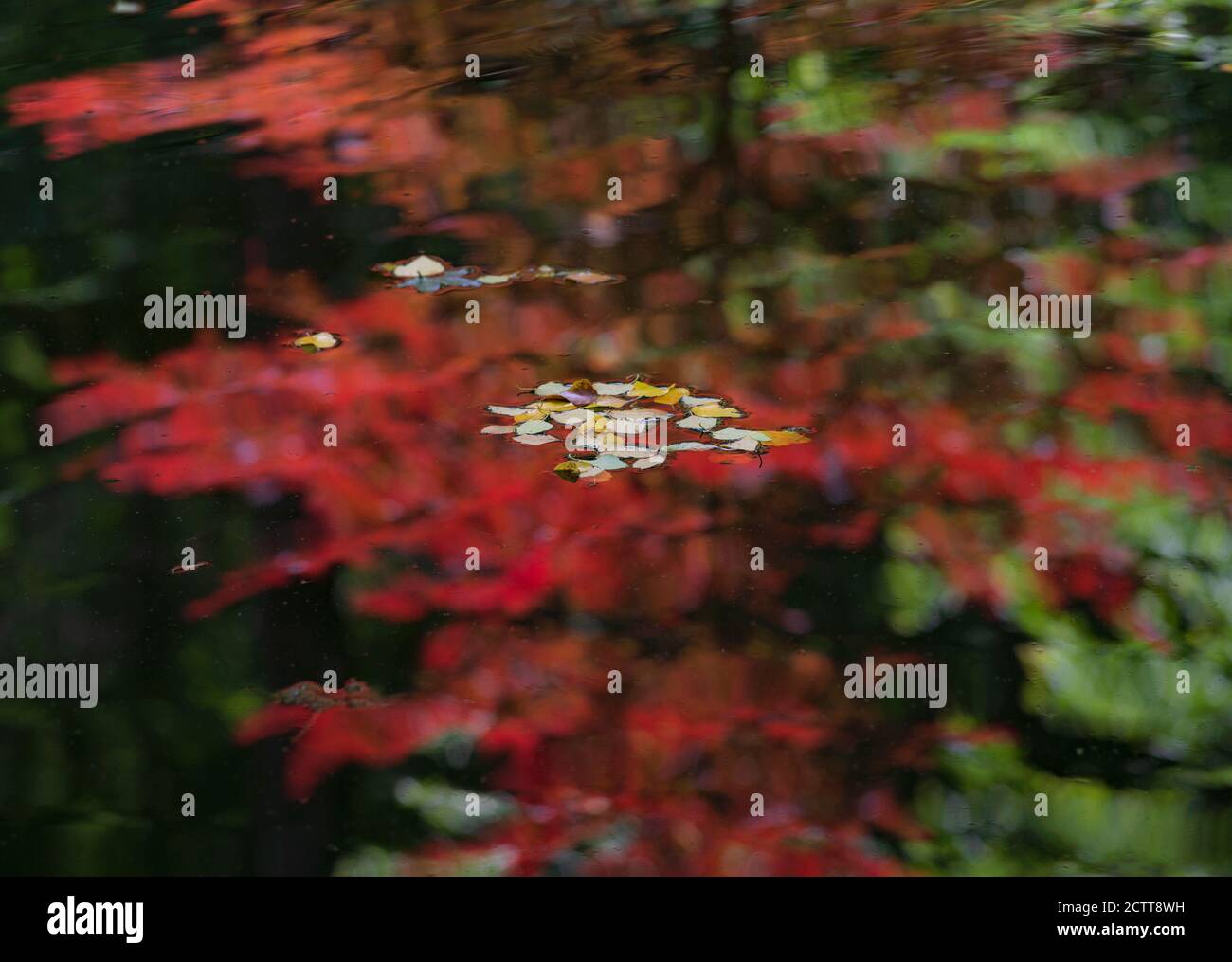 LE FOGLIE GALLEGGIANO SUL RIFLESSO COLORATO A POND, GA, USA Foto Stock