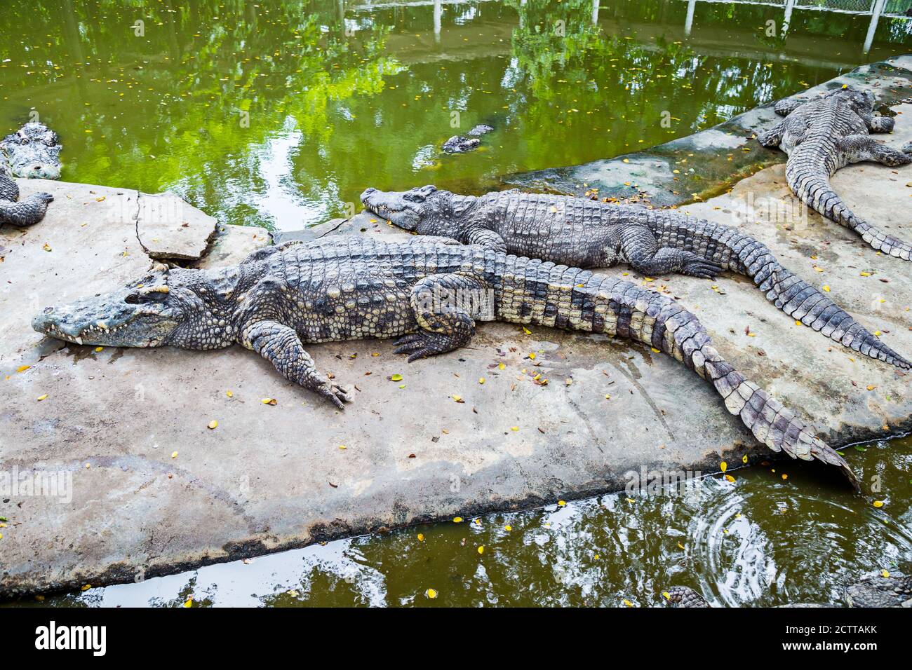 Coccodrillo in Farm.Many animali selvatici sono nello zoo. Foto Stock