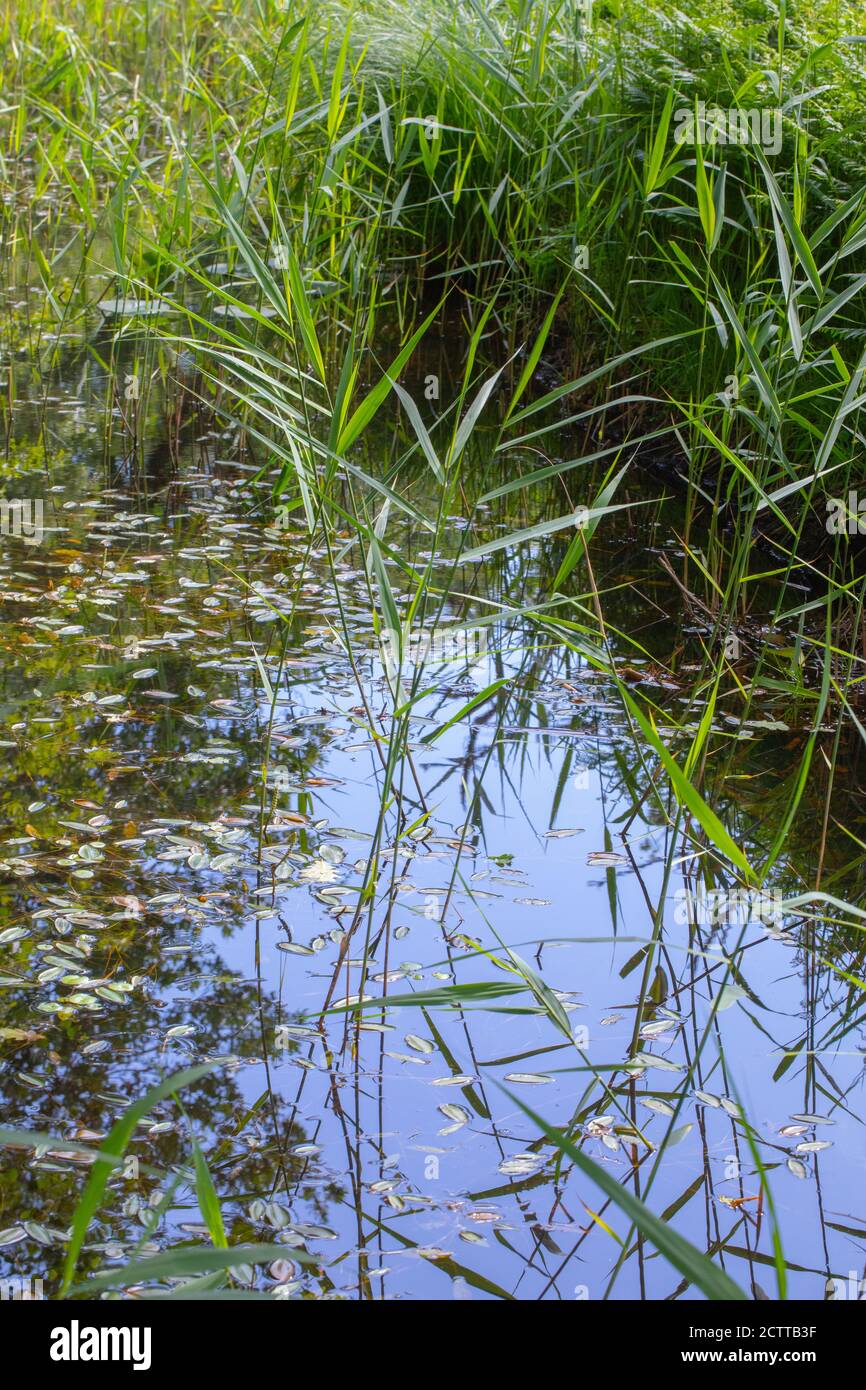Foglie di Bistort anfibio (Polygonum anfibio), sulla superficie dell'acqua still, circondate da Reed emergenti (Phragmites sp.), riflessi da ancora fra Foto Stock