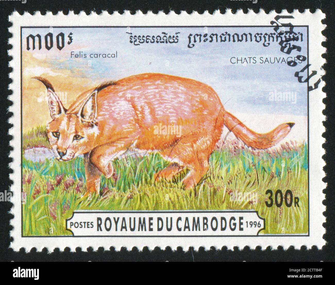 CAMBOGIA CIRCA 1996: Francobollo stampato dalla Cambogia, mostra Lynx, circa 1996 Foto Stock