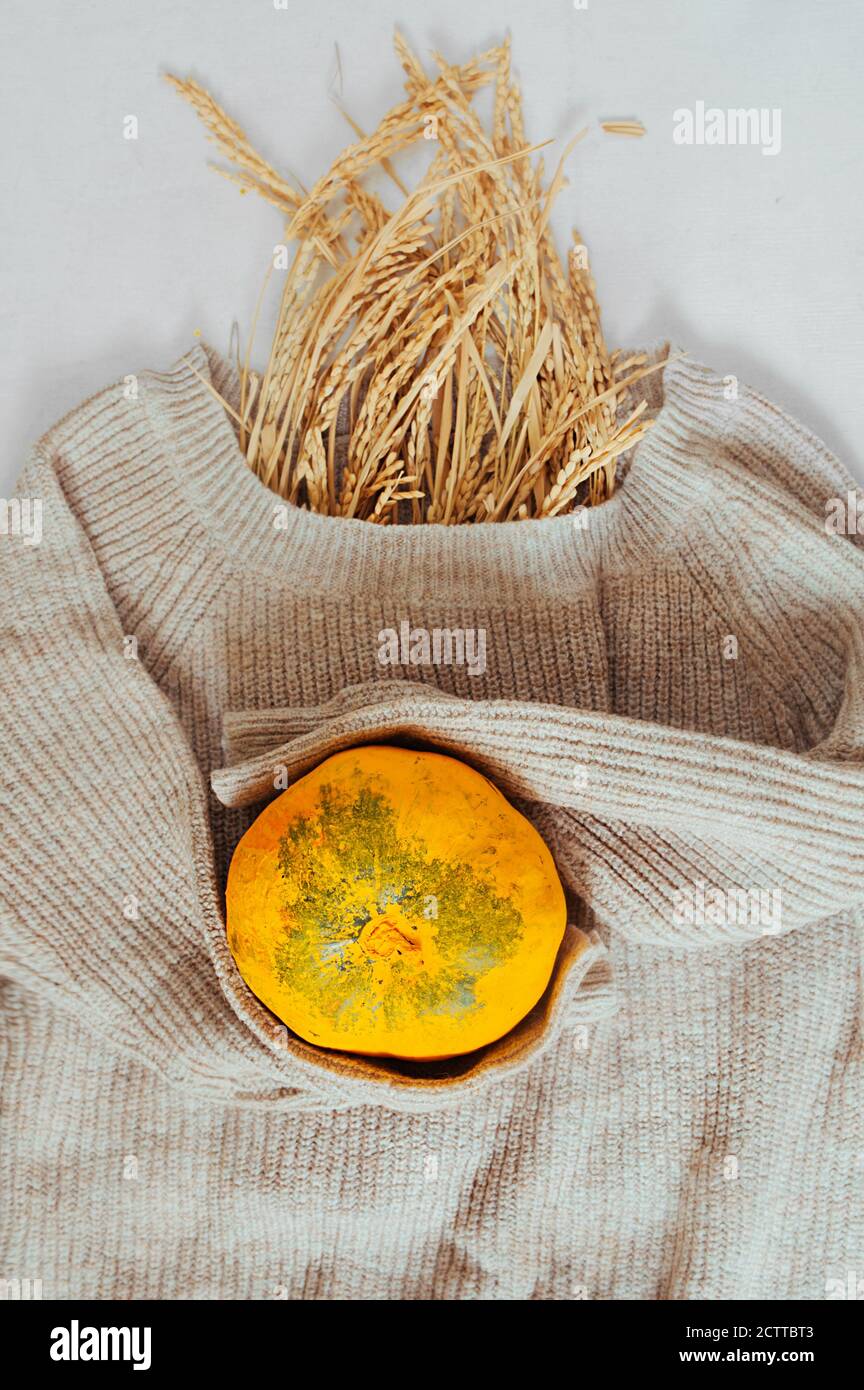 il pullover lavorato a maglia beige caldo contiene zucca gialla di colore brillante in maniche, bouquet di fiori secchi invece della testa, fuoco selettivo, in verticale Foto Stock