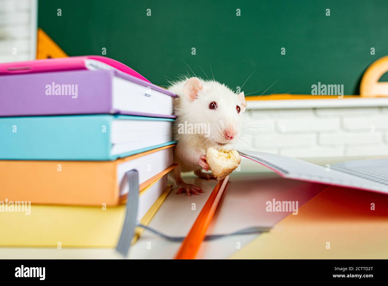 Istruzione, scienza, scuola, imparare e studiare concep. Animali divertenti ratto bianco. Foto Stock