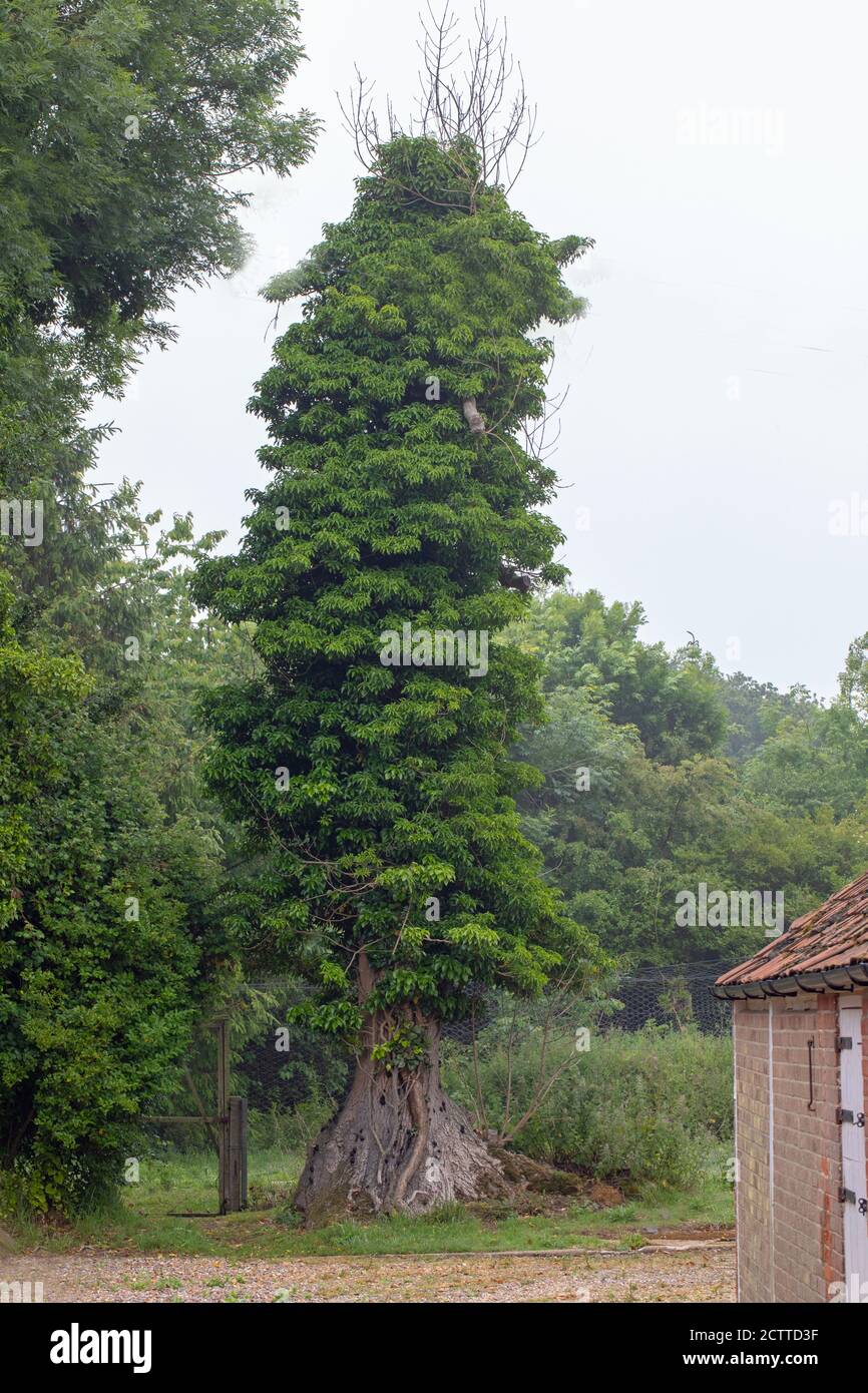 Ivy (Hedera Helix), albero di cenere coperto (Fraxinus excelsior), tronco, con rami avventizi morti che sporgono attraverso, indicativo di Chalara, Ash die b Foto Stock