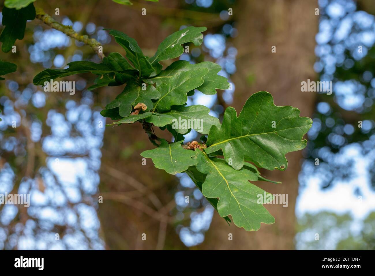 Foglie di quercia (Quercus robur). Forma lobata foglia e foglie alla fine di un ramo crescente inferiore. Identificazione ad albero. Foto Stock