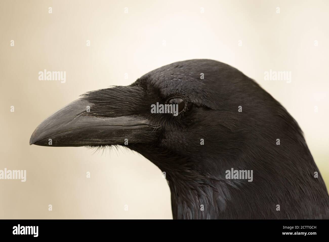 Isolato Magnificient Jet nero Raven, Corvus corax, con forte becco chiuso Foto Stock