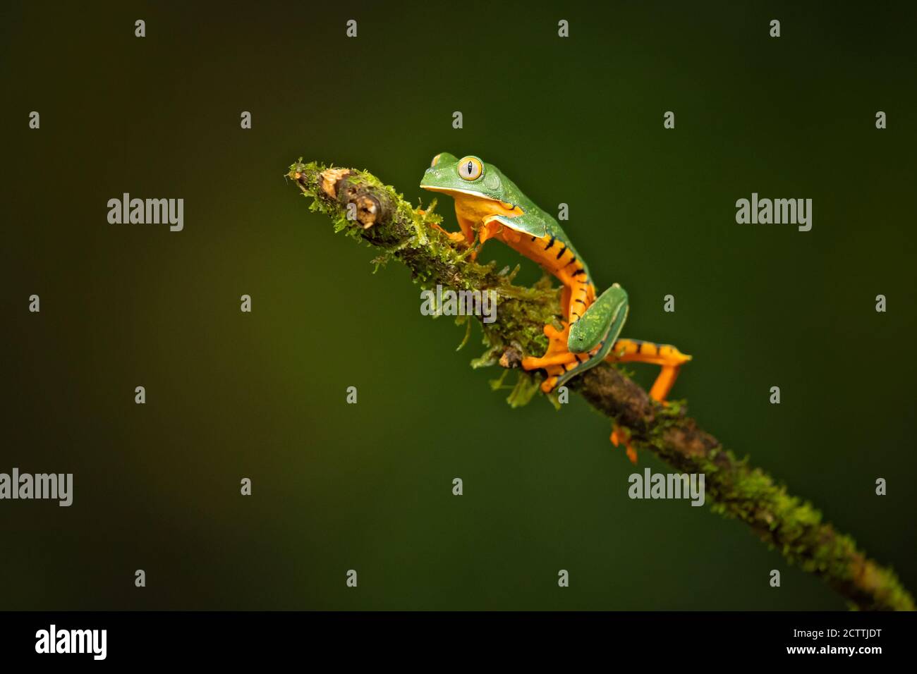 Cruziohyla calcarifer, la splendida rana di foglie o splendida rana, è una rana di alberi della famiglia Phyllomedusidae descritta nel 1902 da George Albert Bo Foto Stock