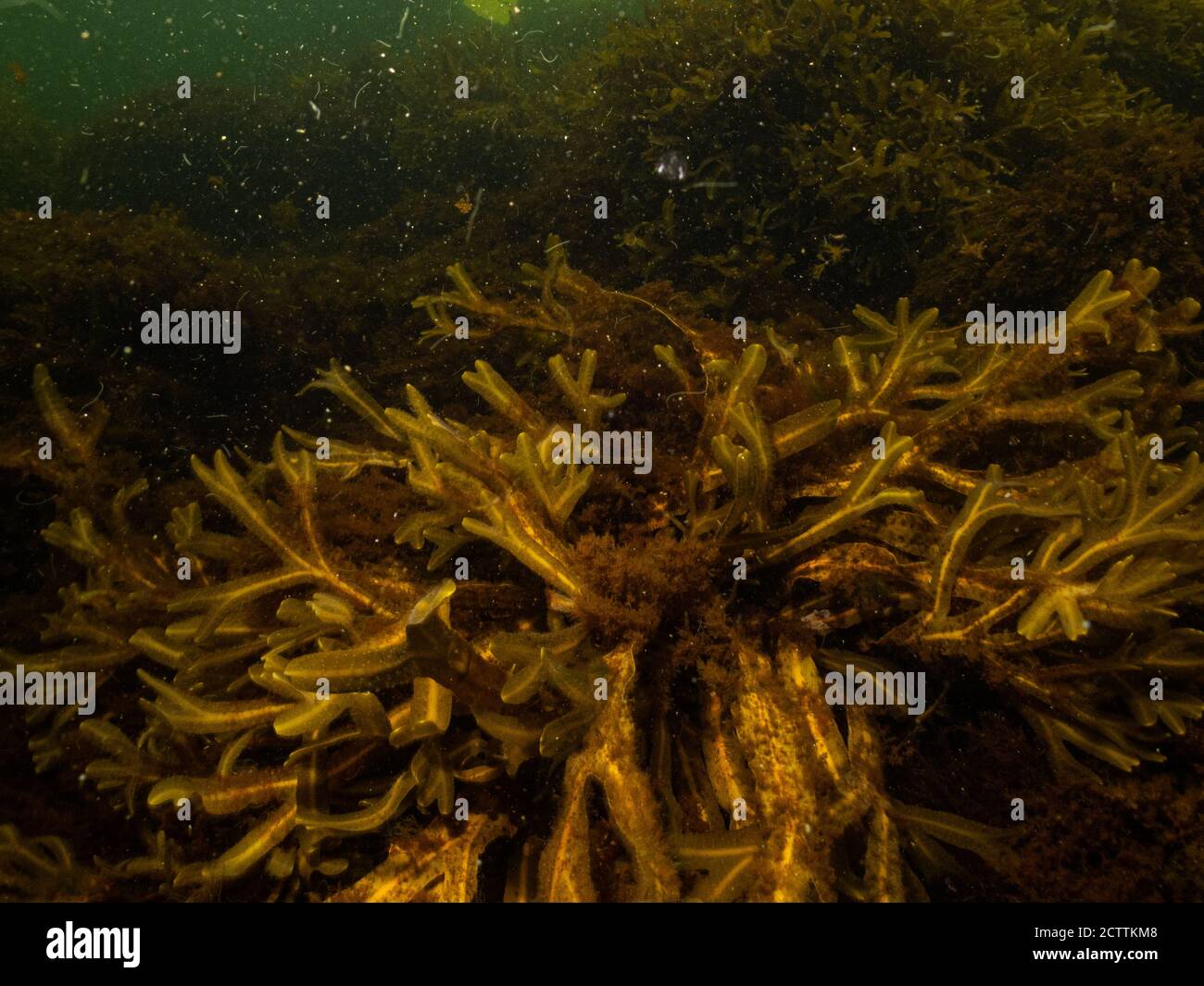 Un closeup immagine della bellissima camera da vescica, Fucus vesiculosus, in un ambiente marino sano del Nord Europa. Foto di Oresund, Malmo, nel sud della Svezia Foto Stock