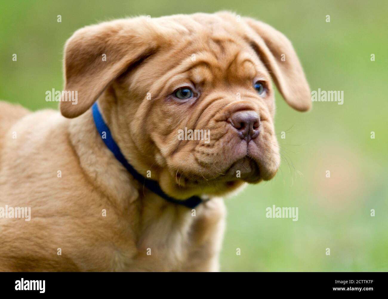 Bordeaux Mastiff, Bordeauxdog. Ritratto di un cucciolo. Foto Stock