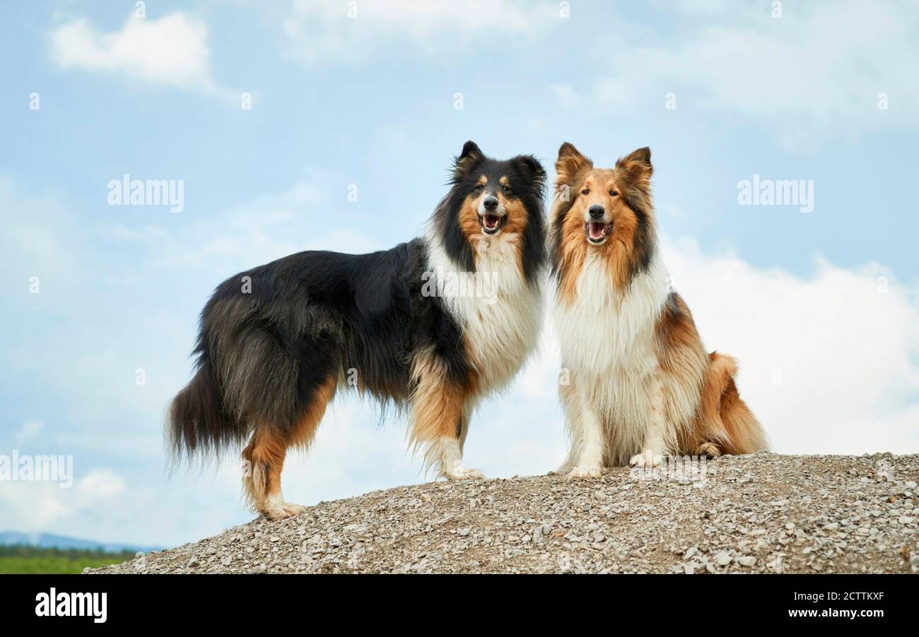 Ruvida Collie. Due cani adulti su un mucchio di ghiaia. Foto Stock