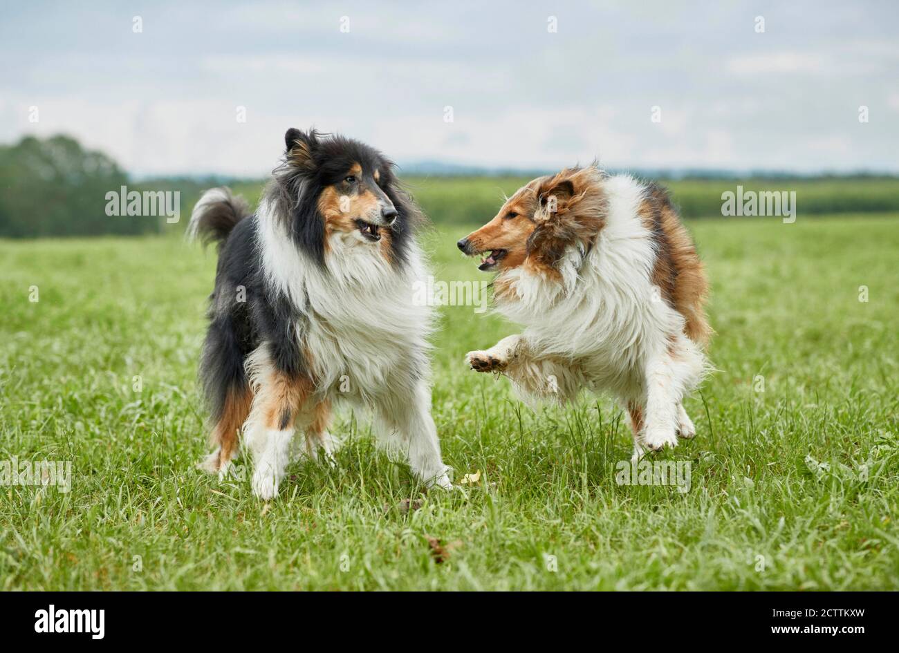 Ruvida Collie. Due cani adulti che giocano su un prato. Foto Stock