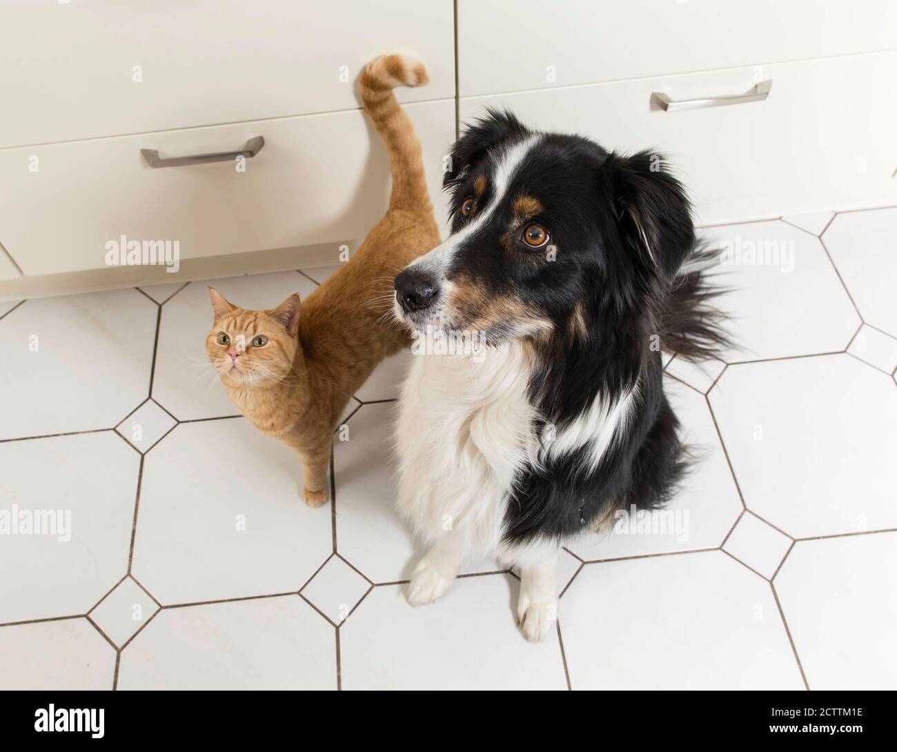 Pastore Australiano e gatto britannico Shorhair. Due adulti seduti in cucina, guardando. Foto Stock