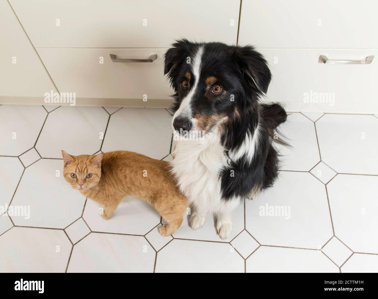 Pastore Australiano e gatto britannico Shorhair. Due adulti seduti in cucina, guardando. Foto Stock