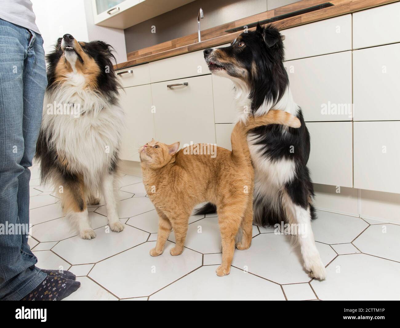 Pastore Australiano, Rough Collie e gatto britannico Shorhair. Tre adulti non vediamo l'ora di nutrirsi. Foto Stock