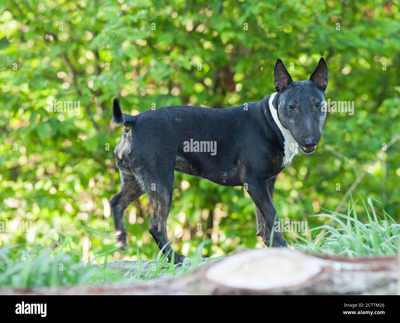Miniatura Bull Terrier. Cane adulto in piedi di fronte a un cespuglio. Foto Stock