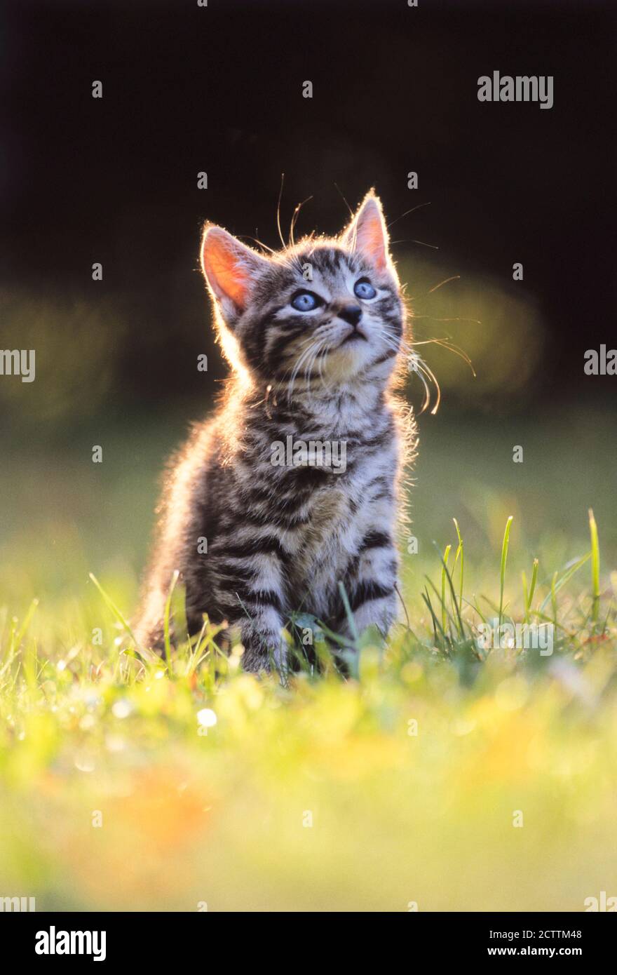 Gatto domestico. Tabby gattino seduto su un prato, guardando zanzare. Foto Stock