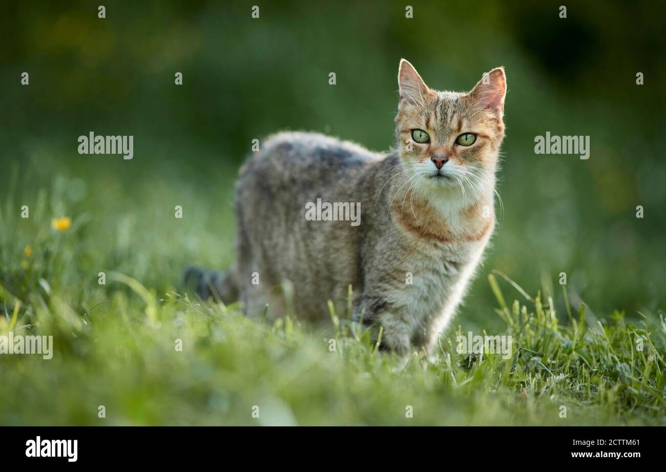 Gatto domestico. Adulto tabby in piedi in un prato. Foto Stock
