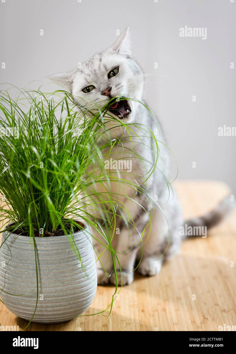 Britisch Kurzhaar. Tabby tomcat mangiare erba di gatto. Foto Stock