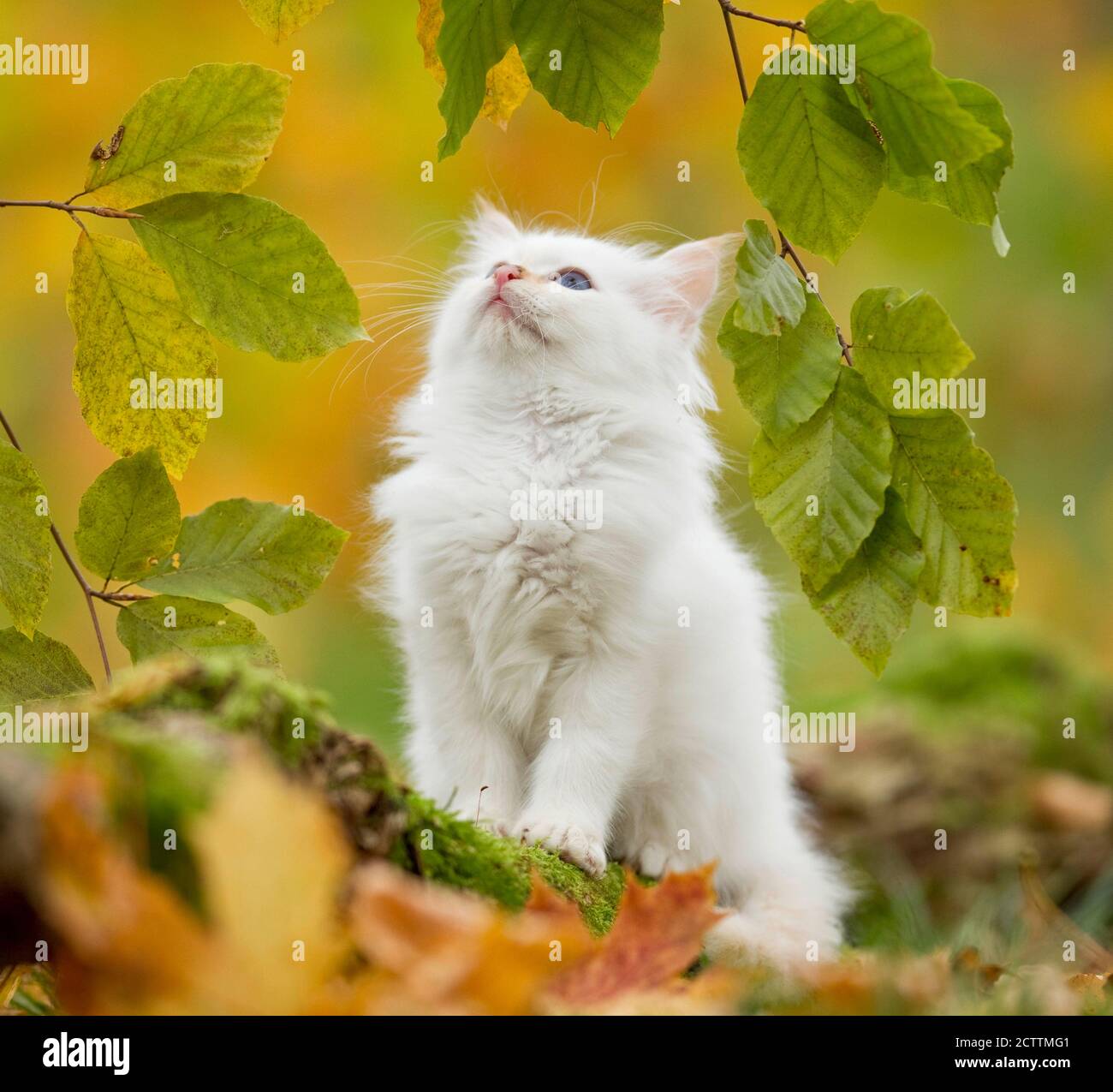 Birman sacro. Gattino seduto in una foresta in autunno, guardando foglie di faggio. Foto Stock