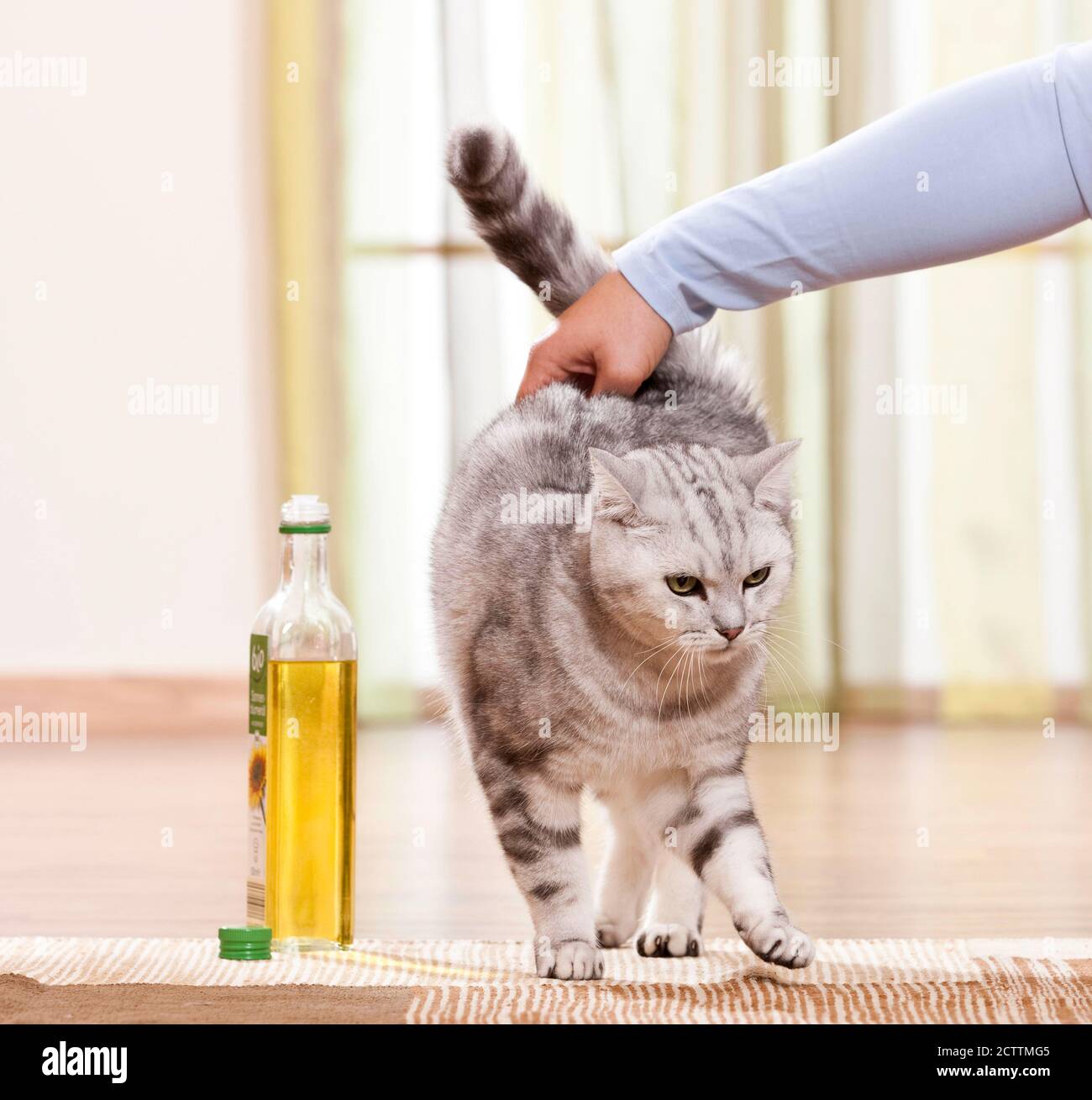 Shorthair britannico. La pelliccia di un gatto adulto è strofinata con olio di girasole Foto Stock