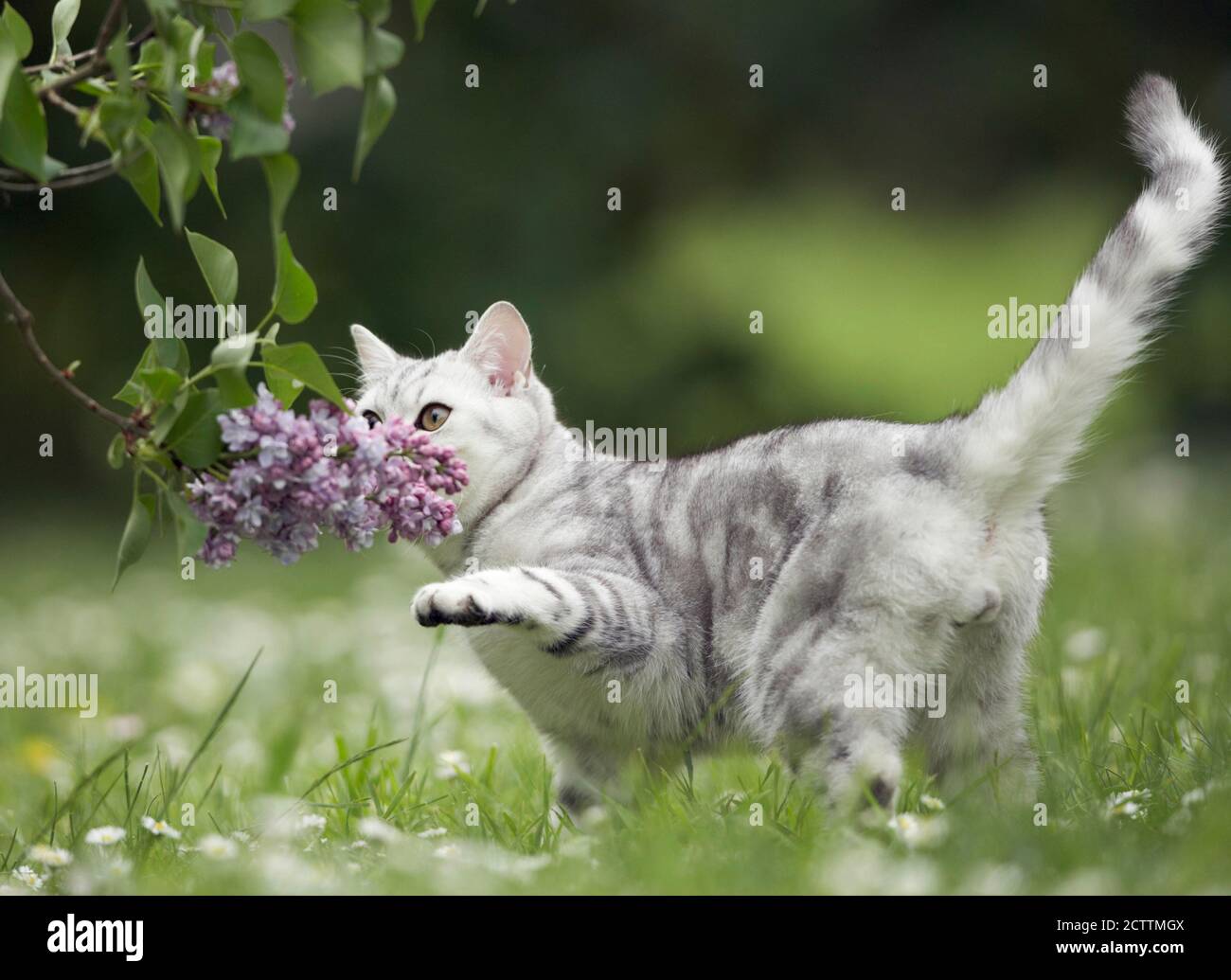 Shorthair britannico. Tabby gatto adulto sniffing a Lilac fiori. Foto Stock