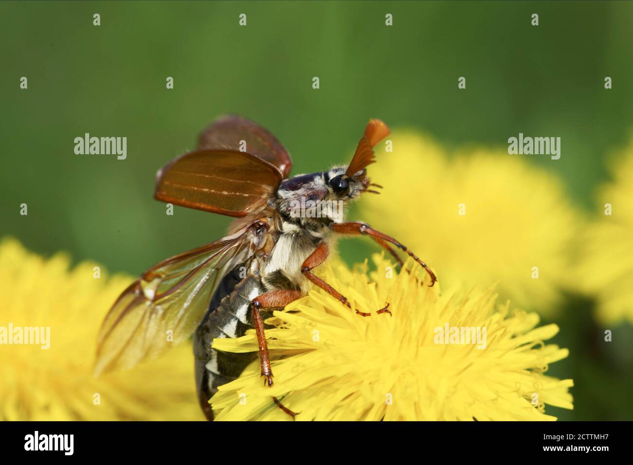 Scarafaggio comune, Maybug (melolontha melolontha) su fiori di dente di leone. Apertura ali. Foto Stock