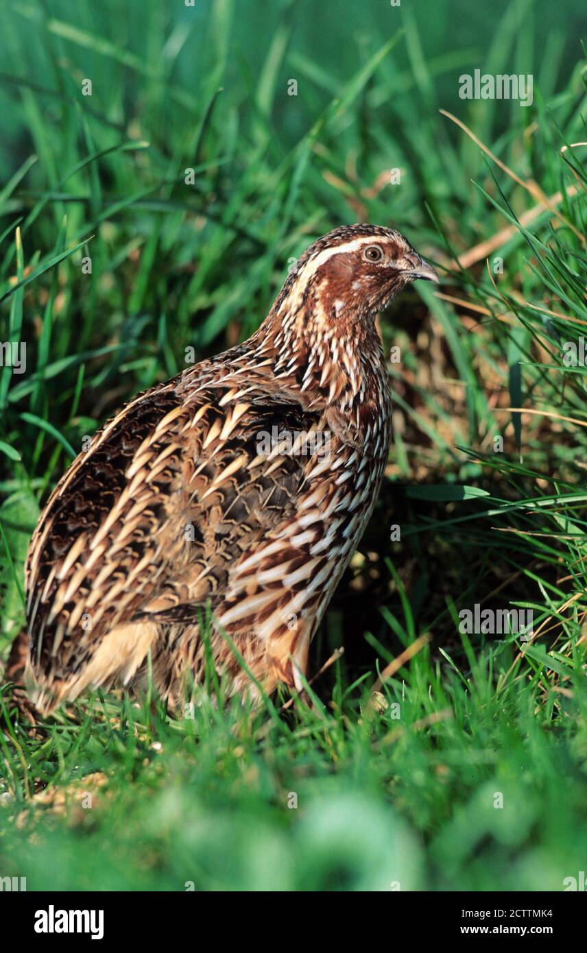 Quaglia comune (Coturnix coturnix). La donna adulta prende un bagno di sabbia. Foto Stock