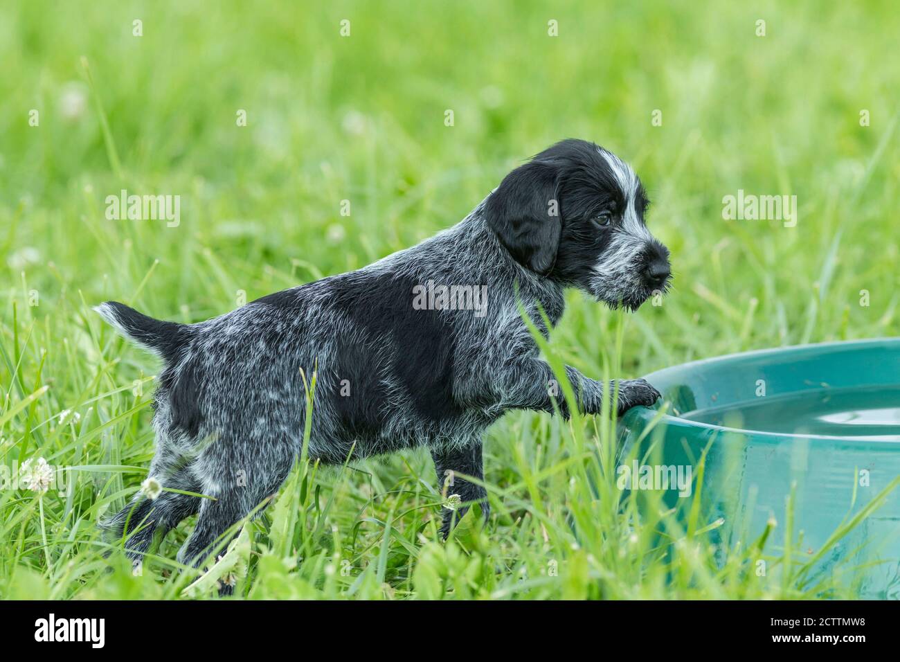 Puntatore con capelli rossi tedesco. Un cucciolo su una ciotola d'acqua in erba. Foto Stock