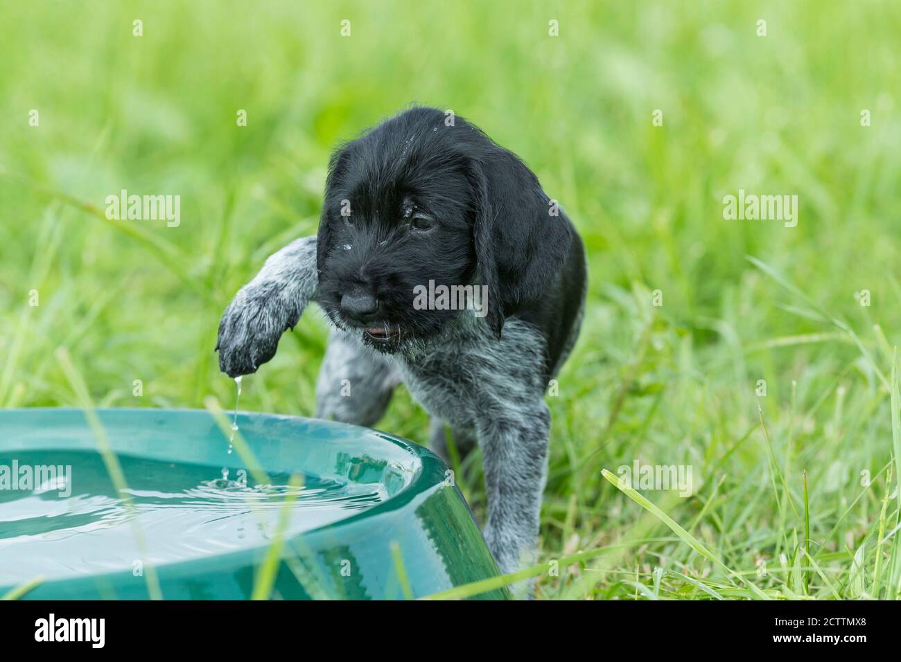 Puntatore con capelli rossi tedesco. Un cucciolo su una ciotola d'acqua in erba prova la temperatura dell'acqua. Foto Stock