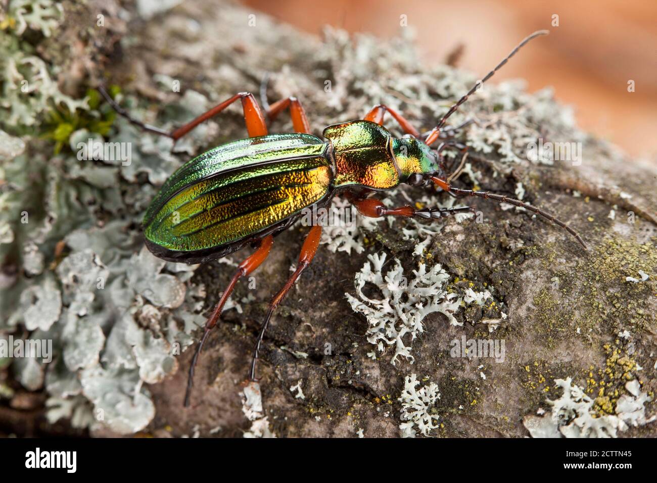 Golden Ground Beetle (Carabus auronitens) su un ramo coperto di lichene. Foto Stock