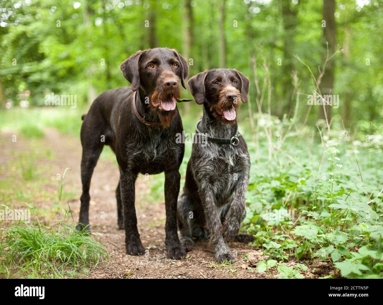 Puntatore con capelli rossi tedesco. Due cani adulti in piedi e seduti in una foresta. Foto Stock