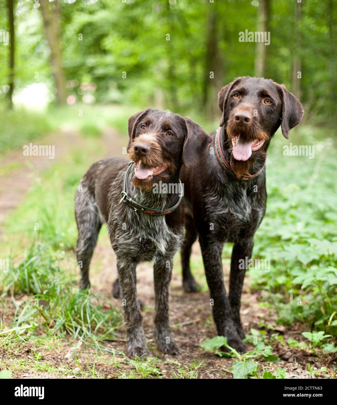 Puntatore con capelli rossi tedesco. Due cani adulti in piedi in una foresta. Foto Stock